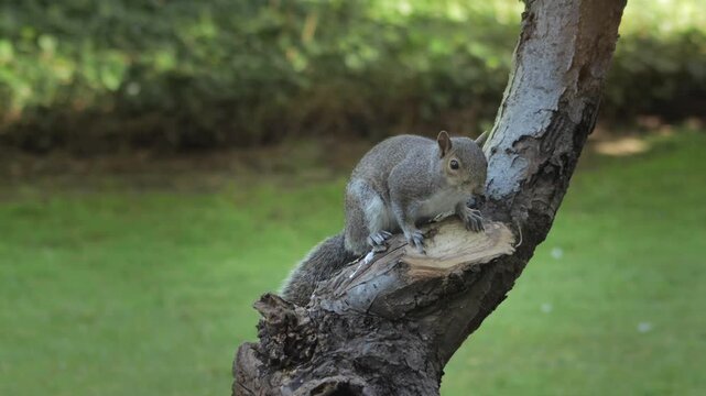 Grey Squirrel Climbing Up Tree Trunk In Garden Close Up Daytime Sunny Borehamwood Hertfordshire UK