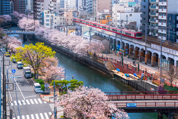 春の横浜の都市風景　光射し、桜咲く大岡川沿いを走る京急線【神奈川県・横浜市】