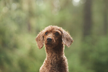A close-up headshot of a Poodle in a forest clearing surrounded by soft sunlight. The focused...