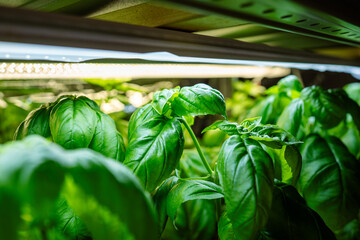 Genovese Basil juicy green leaves germinate under artificial phyto lamps in greenhouse. Greenery...