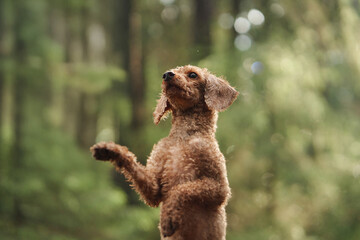 A Poodle performs a trick in soft forest light surrounded by lush greenery. The energetic moment...