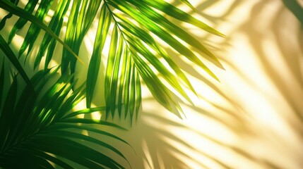 Obraz premium Leaf shadow and light on wall background. Nature tropical leaves tree branch and plant shade with sunlight from sunshine dappled on white wall texture for background wallpaper, shadow overlay effect