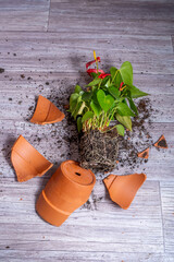 Broken flower pot. Anthurium flower. Clay terracotta flowerpot accident at home.