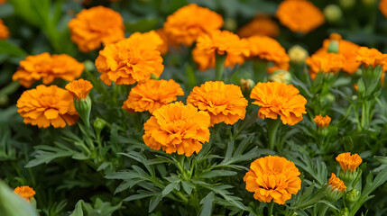 A patch of marigold flowers with bright orange blooms and green leaves, brightening up the garden in spring.