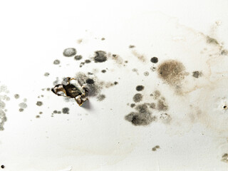 Close up of black mold on a white ceiling.