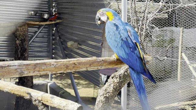 Blue and yellow macaw perched on wood near a red finch in a wire enclosed aviary