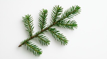 Obraz premium A green pine branch with needles displayed on a white background.