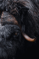 B&oelig;uf Musqu&eacute;