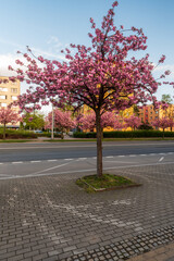 Blossoming sakura trees alley on Trida 17. listopadu street in Karvina city in Czech republic
