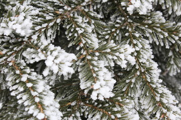 beautiful green spruce covered with snow close-up