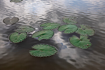 Beautiful floating lotus leaves (Nymphaea tetragona), commonly known as dwarf lotus, are water...