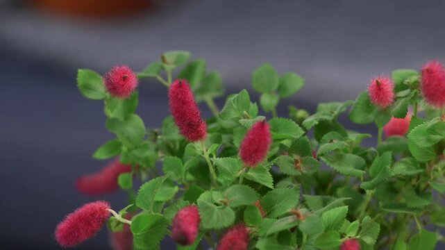 A close-up of Acalypha hispida (Chenille plant) with vibrant red fuzzy flowers and lush green leaves, set against a soft blue fabric background.
