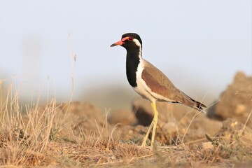 Red-wattled lapwing on dry grassland