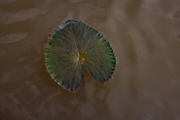 Beautiful floating lotus leaves (Nymphaea tetragona), commonly known as dwarf lotus, are water...