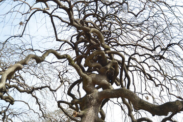 シダレエンジュ　自然の造形