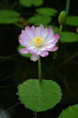 淡いピンクのスイレン