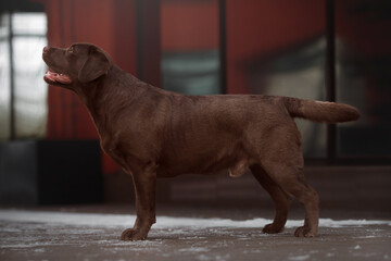 young chocolate labrador retriever dog exterior outdoor portrait in front of red office buildings