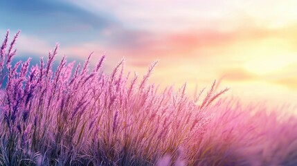 Fototapeta premium A beautiful sunset casts a warm glow over a field filled with soft pink grass. The tranquil scene captures the essence of nature's peaceful moments at dusk