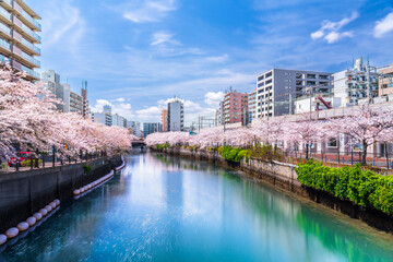 春の横浜の都市風景　「大岡川プロムナード」の桜並木【神奈川県・横浜市】