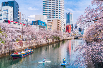 春の横浜・大岡川　桜咲く川沿いの都市風景【神奈川県・横浜市】