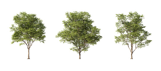 Realistic greenery forest trees collection on transparent backgrounds. 3d rendering. png format	