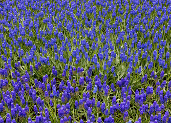 blue muscari flowers blooming in a garden