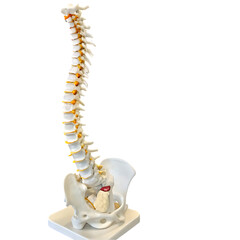 Obraz premium Human Spine Model Anatomy
