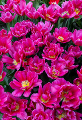 Red tulip called Supri Candy, Triumph group. Tulips are divided into groups that are defined by their flower features