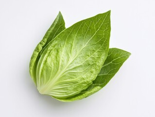 Butterhead Lettuce - Fresh Green Salad Leaf, Isolated on White Background