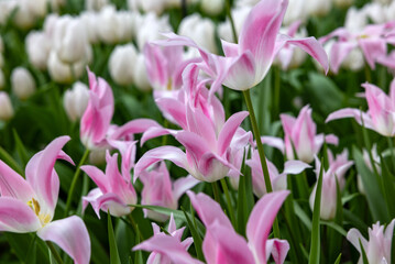 Obraz premium Tulip called Lily pure. Lily flowered group. Tulips are divided into groups that are defined by their flower features