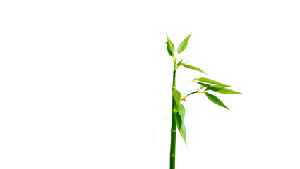 Fototapeta premium Slender Bamboo Stalk A Study in Vertical Elegance