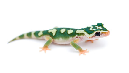 a small gecko with green and white patterns. The gecko is standing on a surface