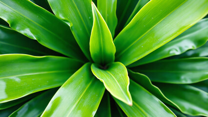Obraz premium Lush Green Foliage Close-Up of Vibrant Natural Tropical Plant Leaves Background