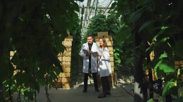 Growing, producing GMO food products. Scientists working on new type of genetic modification of cucumbers. Laboratory staff in greenhouse studying use of transgenes to create transgenic organisms.