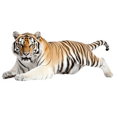 Obraz premium Leaping Tiger, Transparent background 
