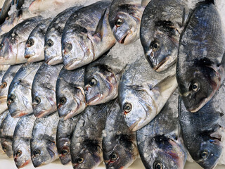 Gilthead bream Sparus aurata on ice at the seafood market