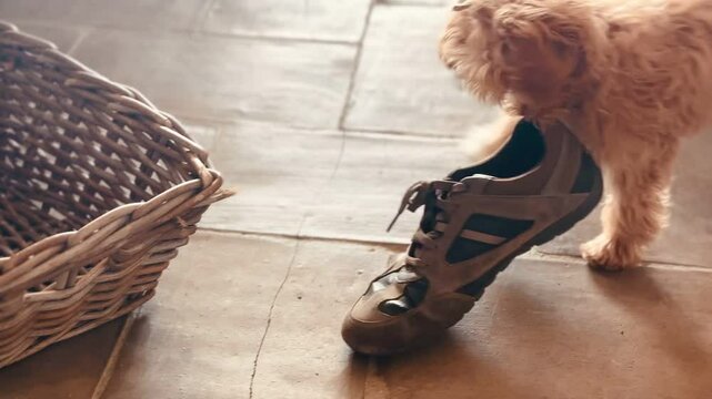 Playful puppy biting a shoe at home adorable and funny moment.