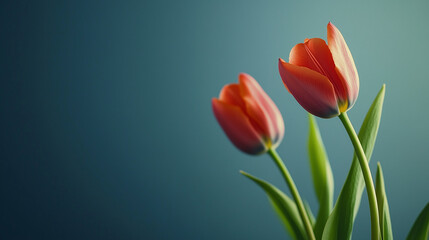 Fototapeta premium Tulips on a blue background with copy space.
