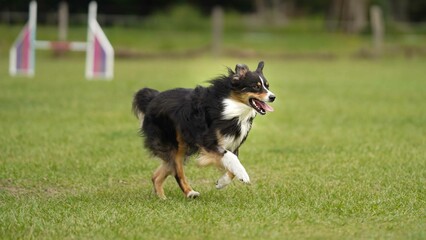 Australian Shepherd Happy Dog