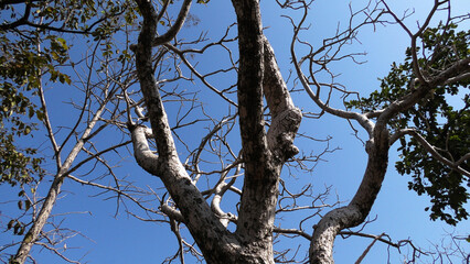 Skeleton trees with zigzag branches in the wild