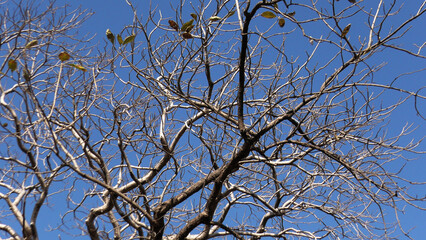 Skeleton trees with zigzag branches in the wild