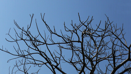 Skeleton trees with zigzag branches in the wild