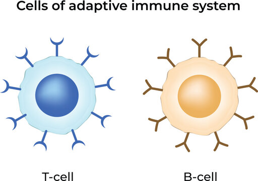 Cells of the Adaptive Immune System Design Vector Illustration