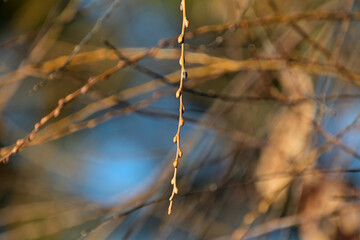 シダレヤナギの冬芽
