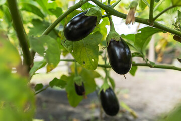 Ripe eggplant in the garden. Fresh organic eggplant. Purple eggplant grows in the soil.