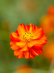 秋の公園や花壇を彩るコスモス（キバナコスモス）のある風景。背景。自然風景素材