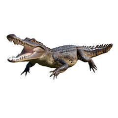 Fototapeta premium crocodile, object, cut out, on Transparent background