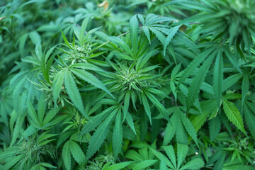 fresh cannabis flowers harvest marijuana