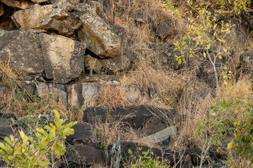 leopard looking for prey in African savanna botswana  (Panthera pardus)