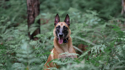 Belgian Malinois Police Dog sitting in ferns